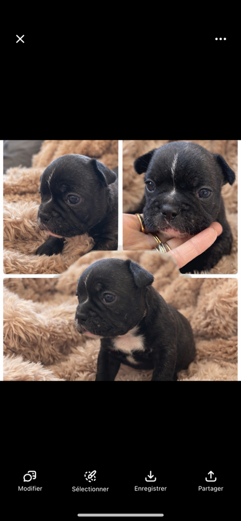 Bouledogue fran&ccedil;ais 900 26380 Peyrins