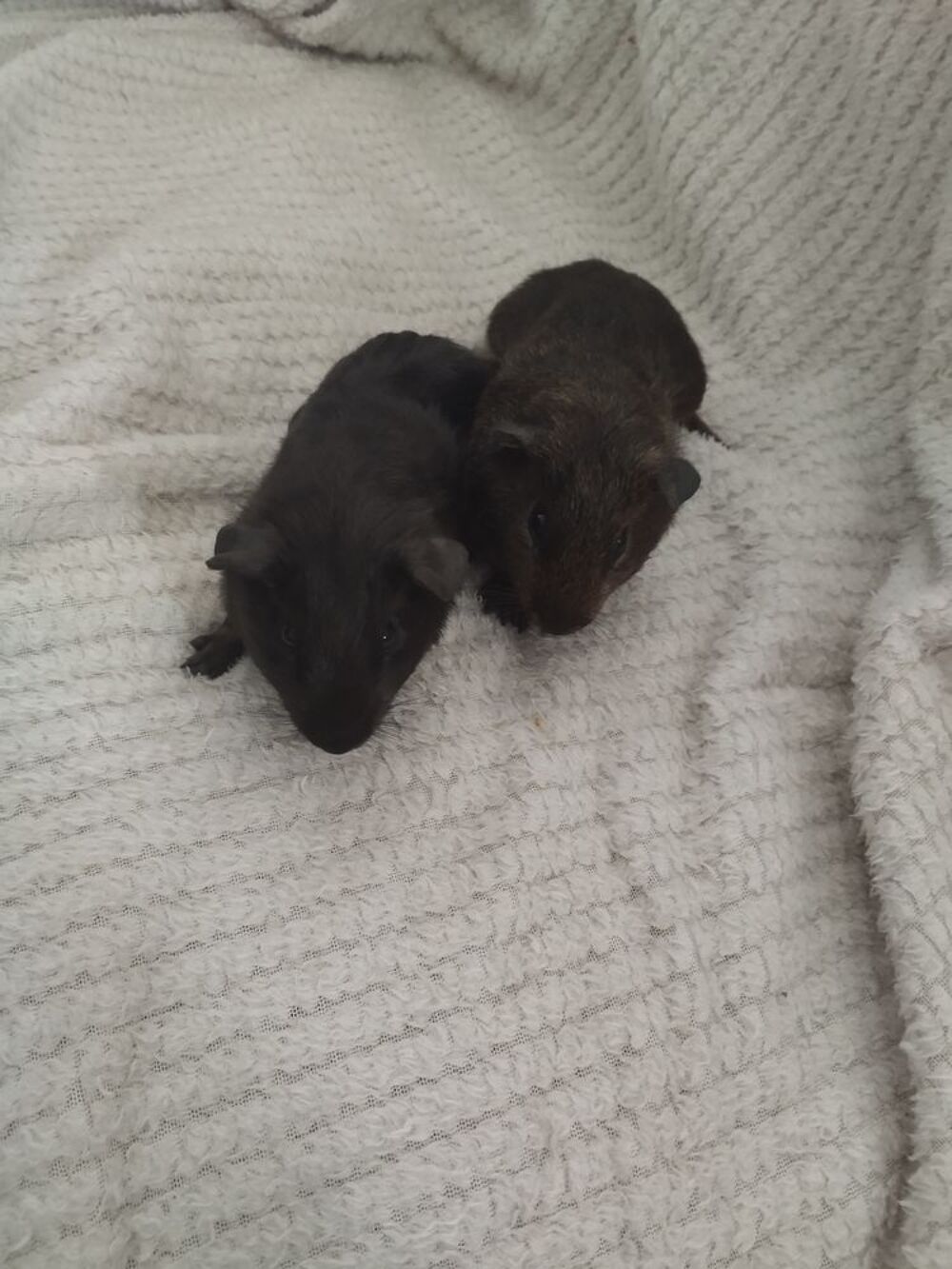   5 petits cochons d'Inde attendent leurs nouvelles familles 