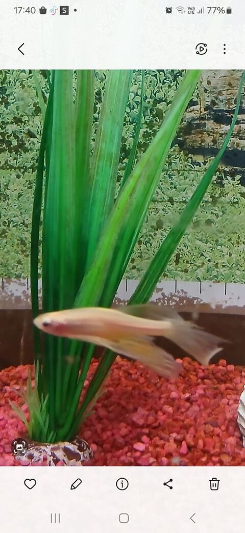 Aquarium + 3 possons 40 68200 Mulhouse
