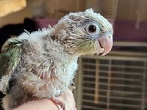   Jeune mle conure de molinae turquoise opaline cinnamon  