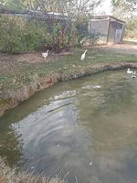   2 canards coureur indien male 