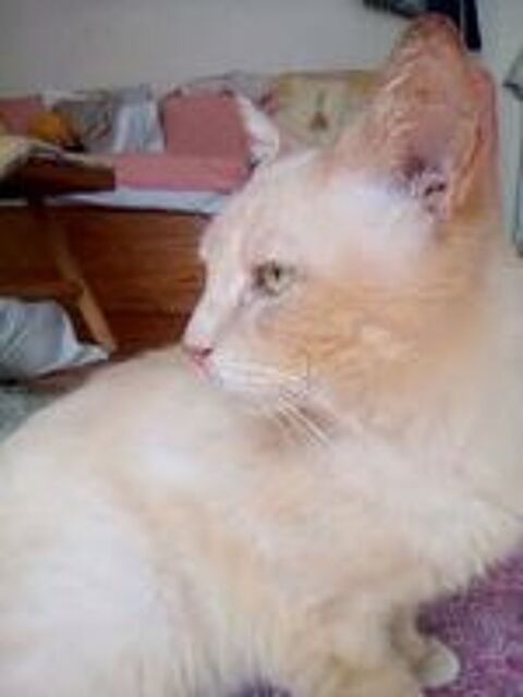   Gentil chat adulte  adopter sur Marseille 
