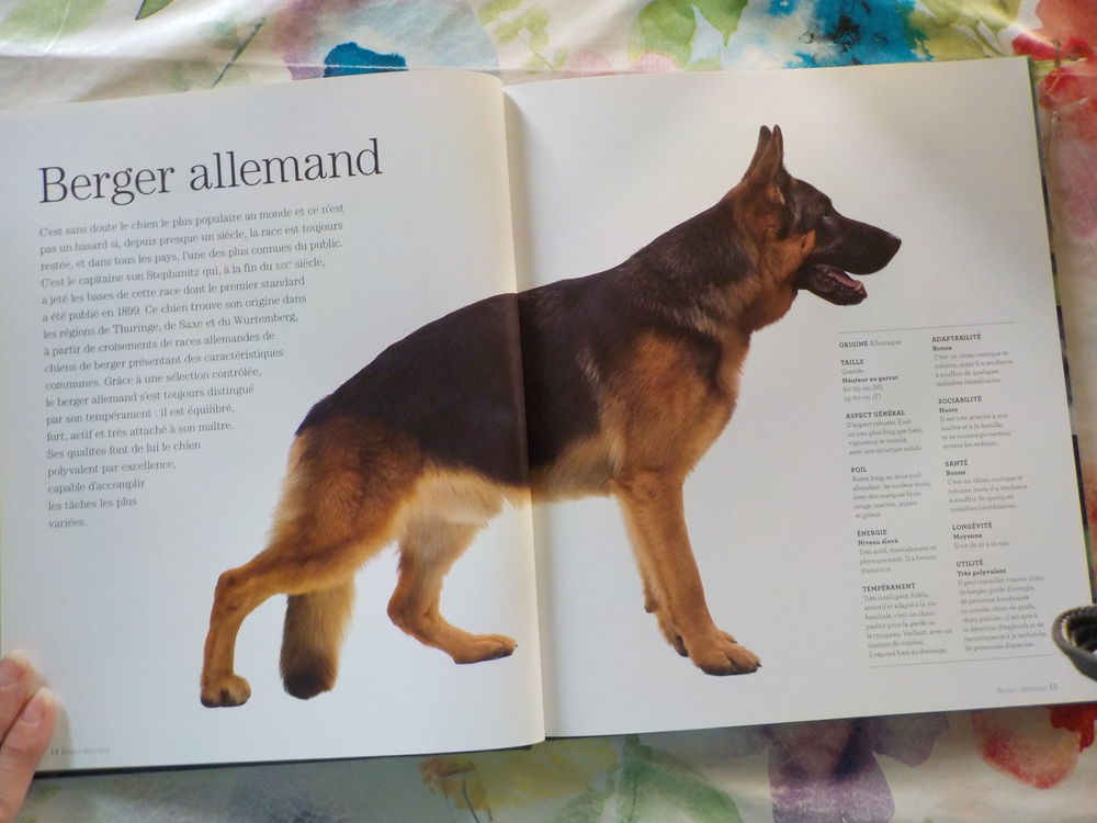CHIENS DE BERGER Les chiens La grande encyclop&eacute;die visuelle Livres et BD