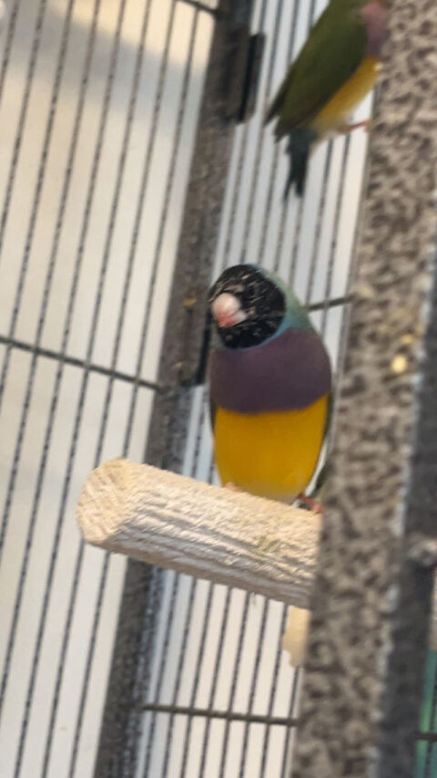 Diamant de Gould M&Acirc;LE 25 60150 Longueil-annel