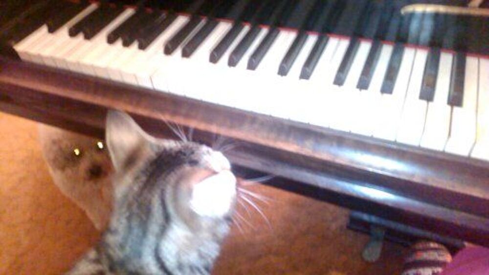 PIANO DEMI QUEUE Instruments de musique
