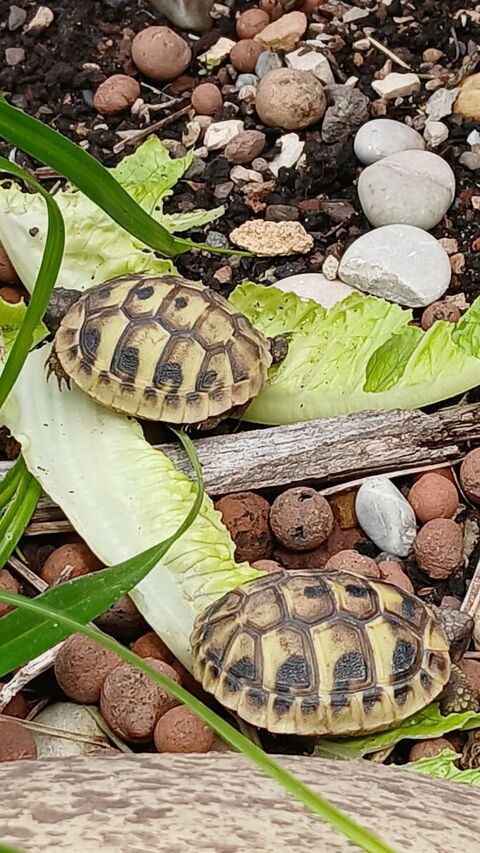Tortue terre 30 84510 Caumont-sur-durance