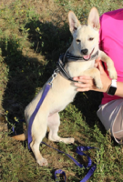   A L'ADOPTION NICOLE 