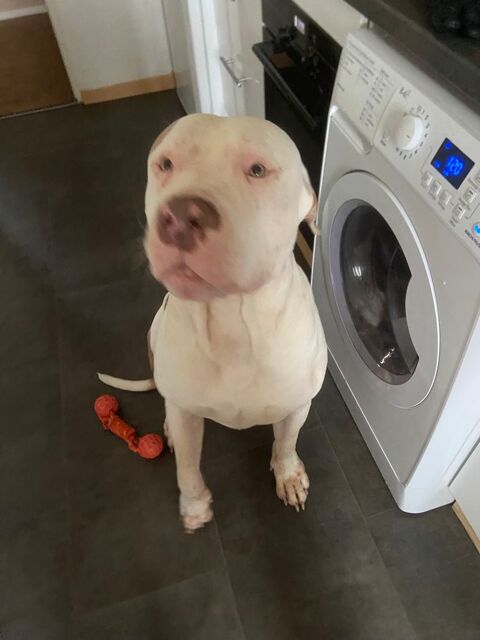 A adopter Bully xxl 0 13800 Istres