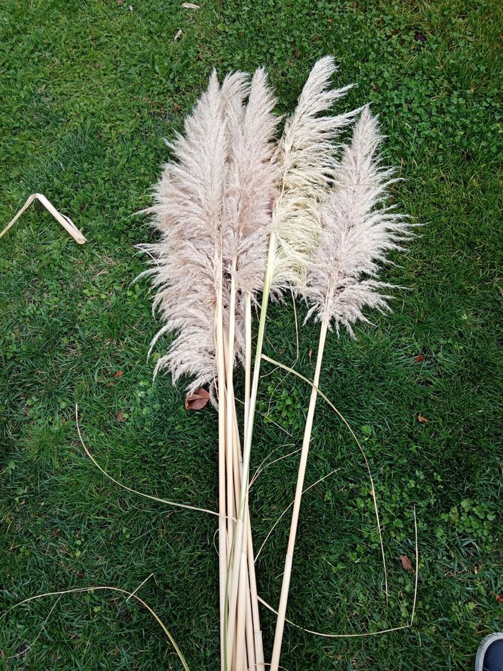 Plumeaux. Pampa D�coration