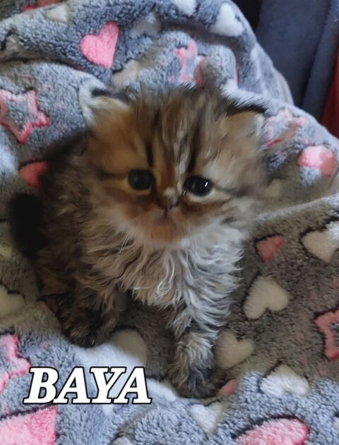 Magnifiques chatons Persans 900 95500 Le thillay
