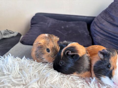 ? Don de cochons d'Inde ? &Agrave; adopter rapidement ? 0 42340 Veauche
