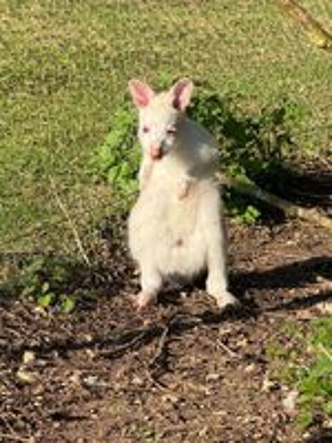   Wallaby de Bennett 