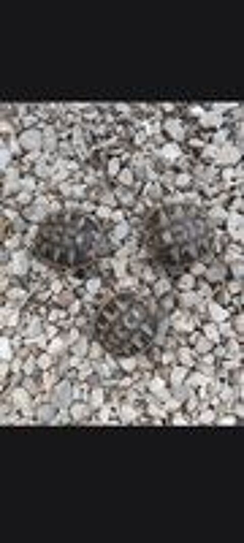   Tortue de terre juvénile  
