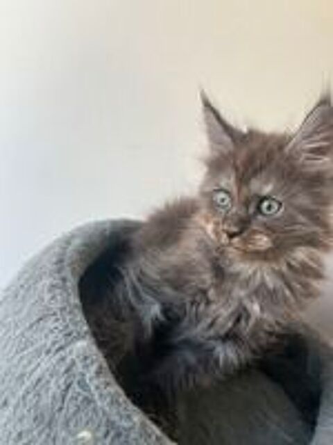  Chaton Maine coon lignée russe 
