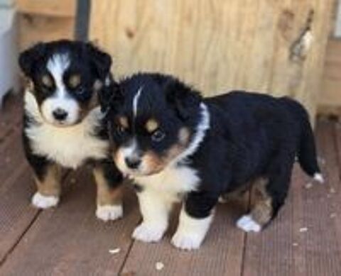   Chiot Berger Australien  