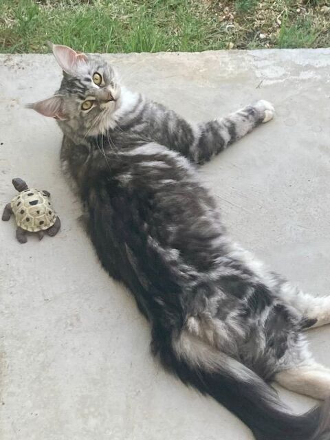 Perdu chatte Maine coon sur carnon 0 34280 Carnon plage