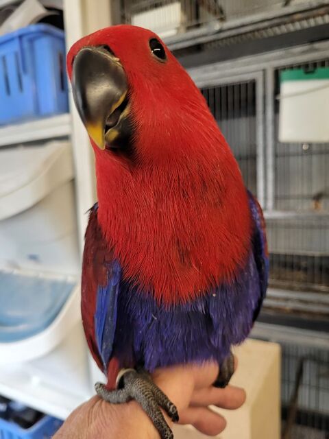 ECLECTUS FEMELLE 750 30700 Saint-quentin-la-poterie