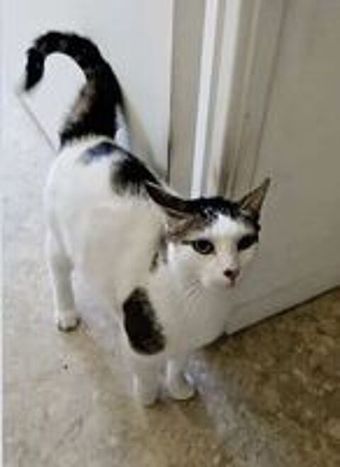   Chat POMPON à l adoption 