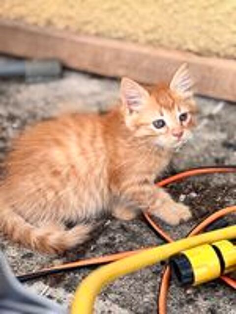   À donner chaton 