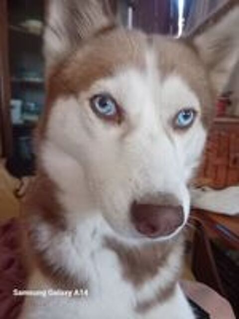   Donne contre bons Soins husky de 2 ans 