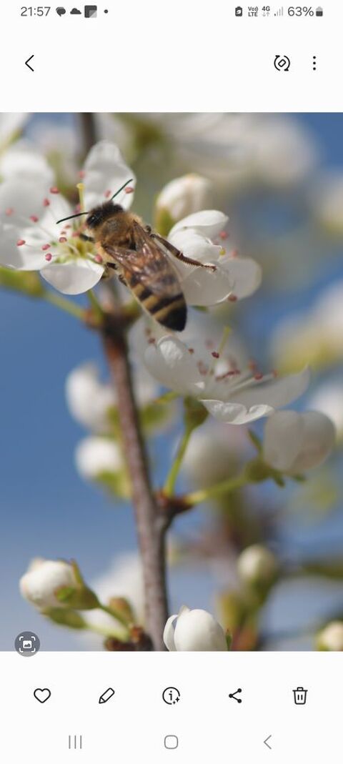 Essaims  d abeilles buckfast 125 33540 Mauriac
