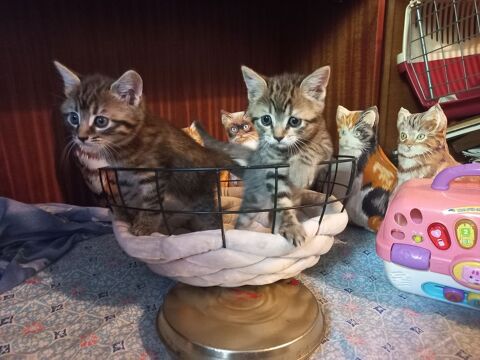CHATON-CHAT-CHATON A RESERVER 0 93370 Montfermeil