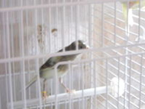   canari timbrado 