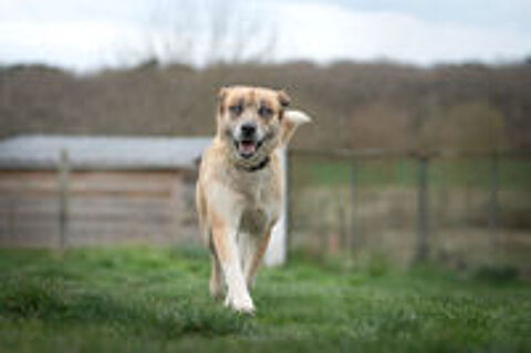   TOUNDRA femelle type berger/husky 4 ans 