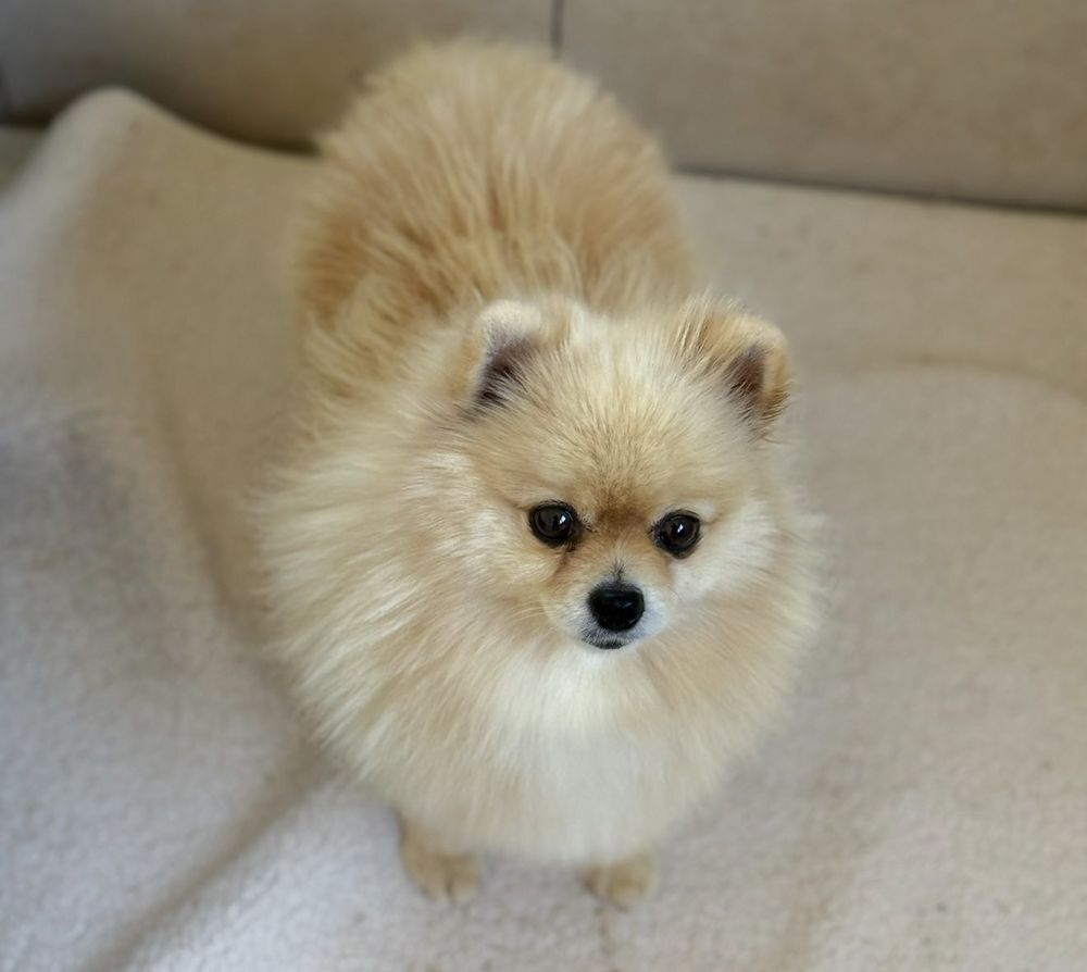   👑🐕 Spitz nain LOF mâle – Prestige & Origines russes, mini gabarit ✨🐾 