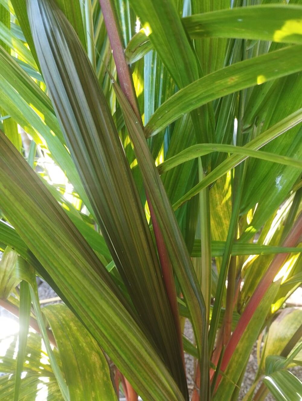 Palmier rouge &agrave; l&egrave;vres de 3m de hauteur Jardin