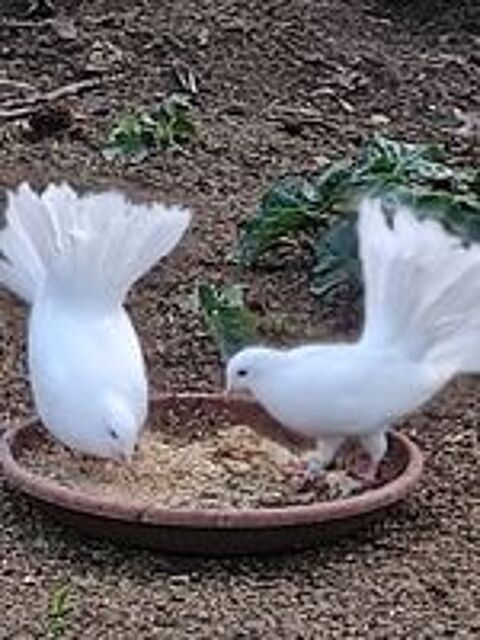   pigeons paons blancs 
