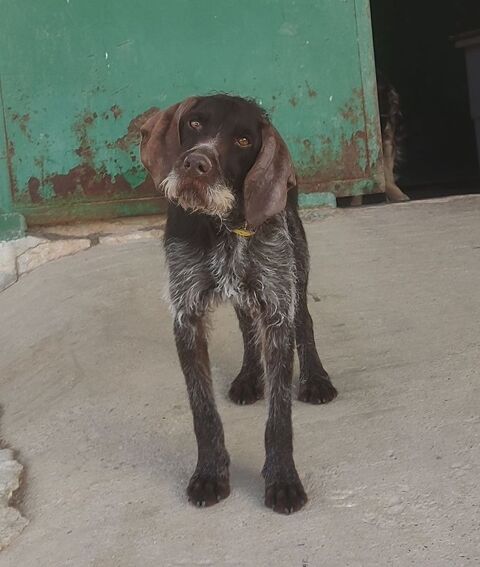 MARCELA 3ans, merveilleuse femelle Drahthaar 315 24140 Douville