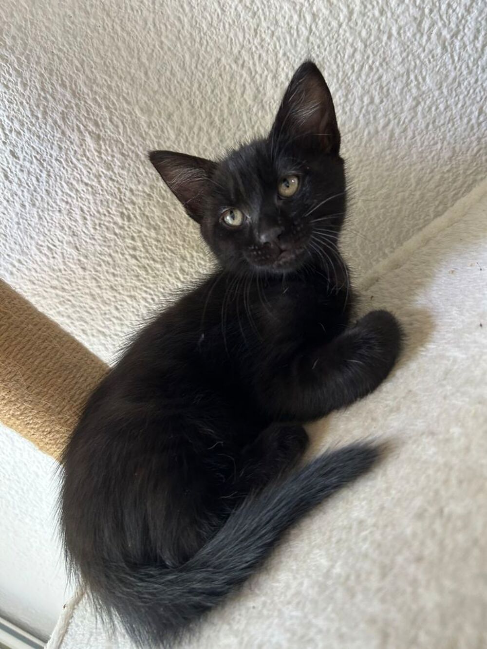   Chaton  
