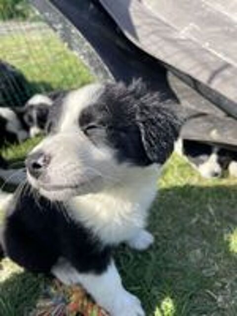   Magnifique chiot Border collie 