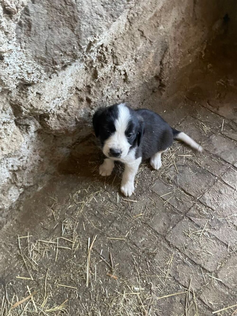   Chiots border collie 