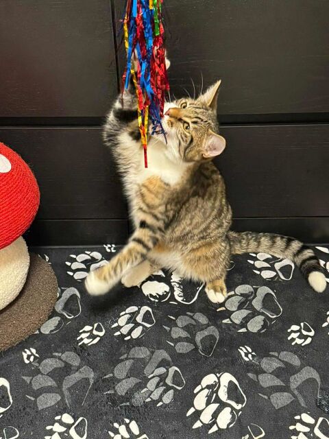 Alvin, un chaton craquant &agrave; adopter ! 180 92000 Nanterre