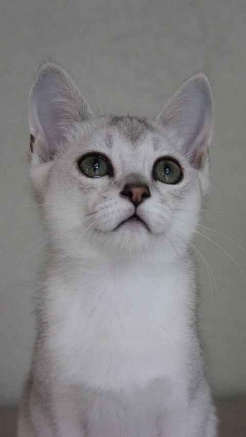 Superbe chatons BURMILLA disponible de suite 1200 57445 Rding