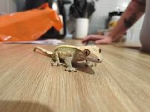   Terrarium complet avec gecko a crête 