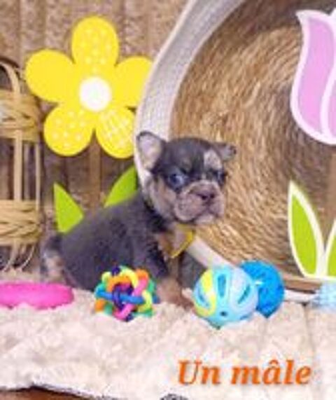   A r�serv� 6 chiots bouledogue fran�ais exotique fluffy  