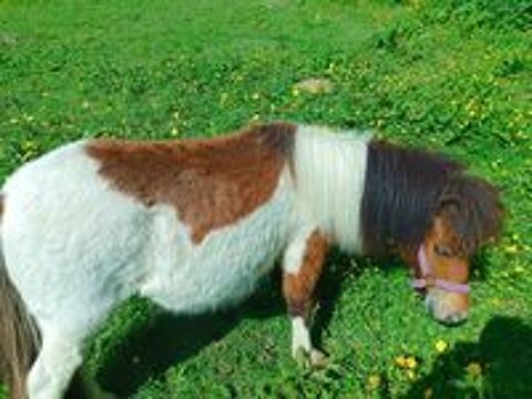   mini shetland PP  trs proche des gens 