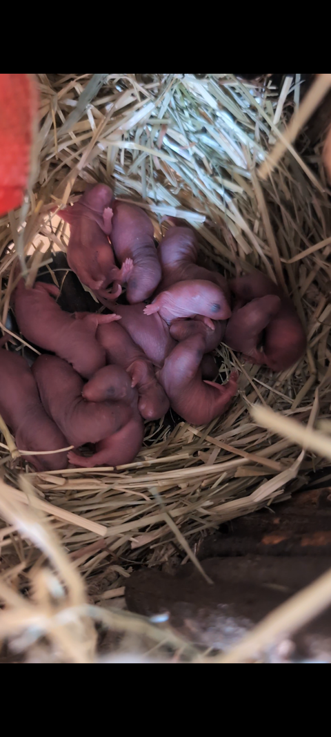 Bébé ratons 0 86100 Chtellerault