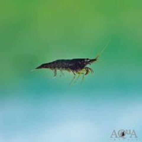   Crevettes neocardina brown chocolate  