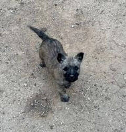   Chiots Cairn Terrier 