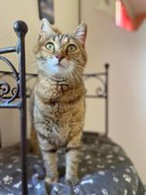   Minette chatte tigre de 2 ans A ADOPTER 
