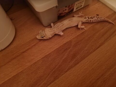 Femelle gecko leopard phase 90 59553 Cuincy