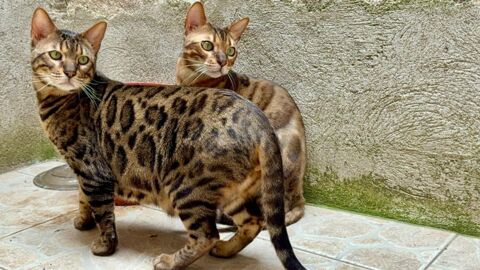 Frères chats bengale a adopter ensemble 400 11000 Carcassonne