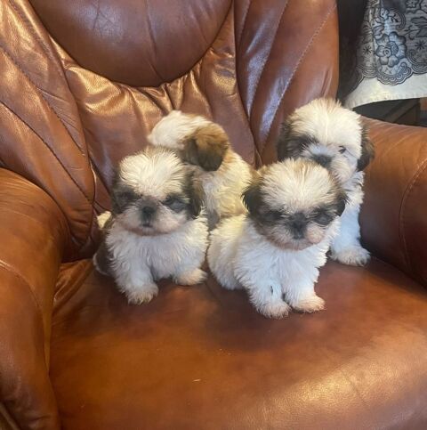 Adorables chiots shih tzu. 950 94800 Villejuif