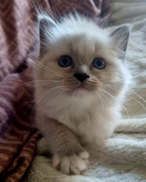 Chatons ragdoll  890 78711 Mantes-la-ville
