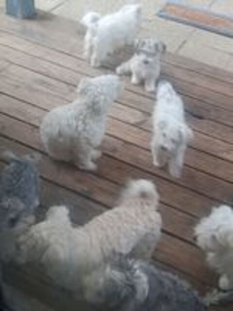   MAGNIFIQUES BICHONS MALTAIS 