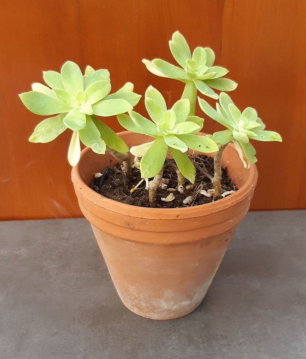 Plant d'Orpin &acirc;cre (Sedum acre, Orpin br&ucirc;lant ou Poivre des Jardin